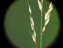 Image of River grass