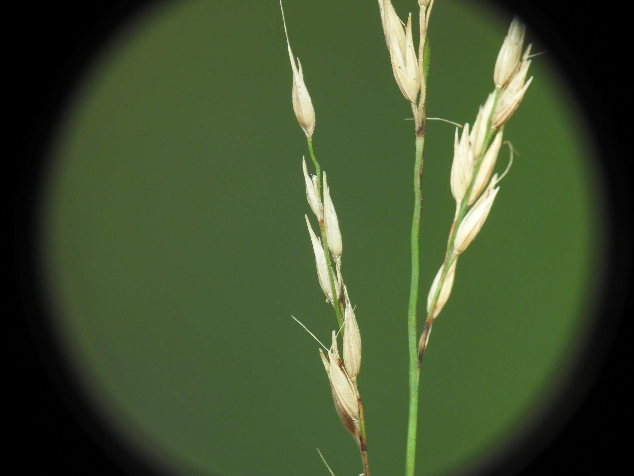 Image of River grass