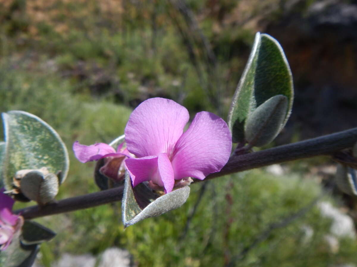 Image of Podalyria hirsuta (Aiton) Willd.