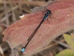 Image of Pacific Forktail