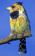 Image of Crested Barbet