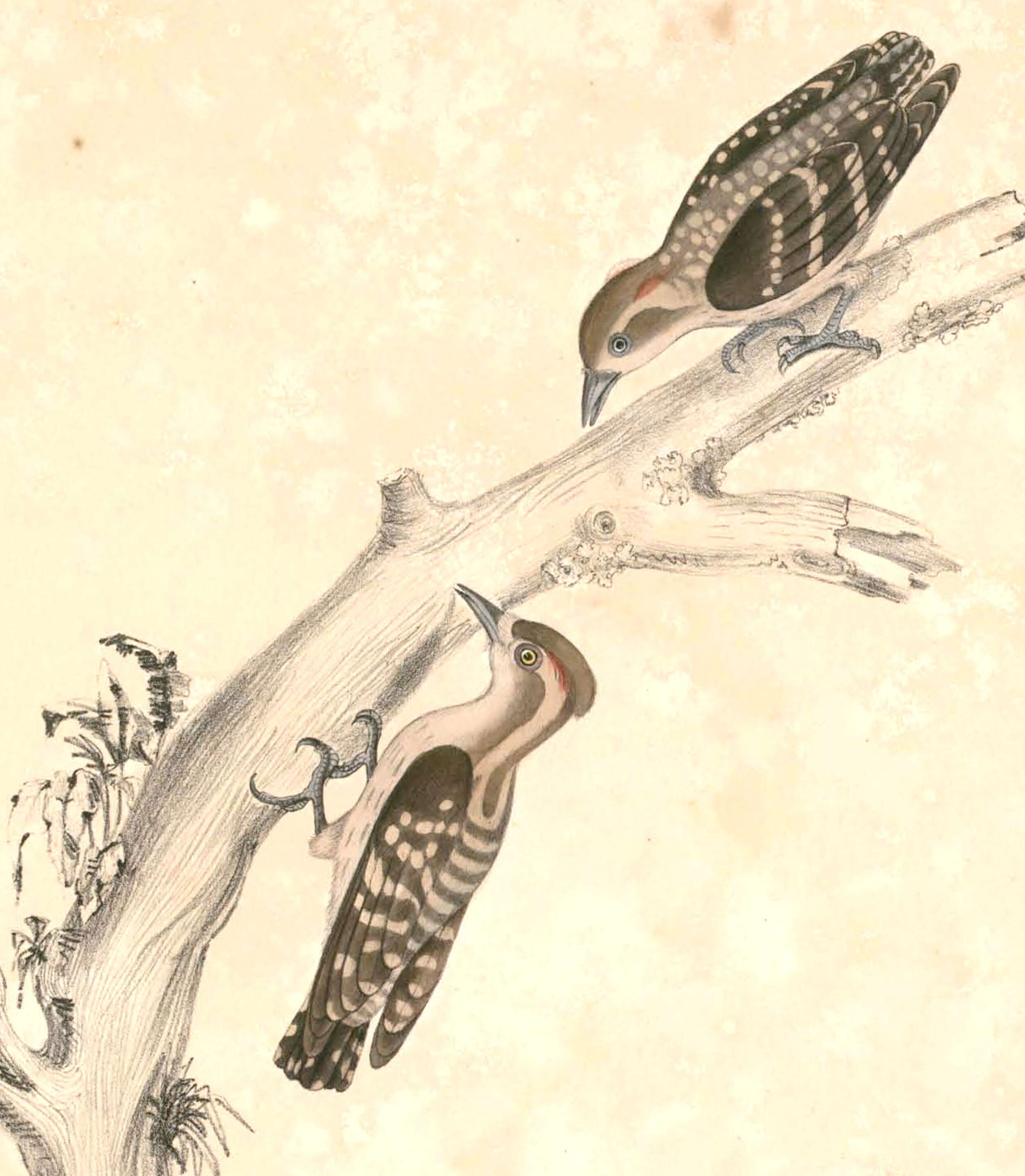 Image of Dendrocopos Koch 1816