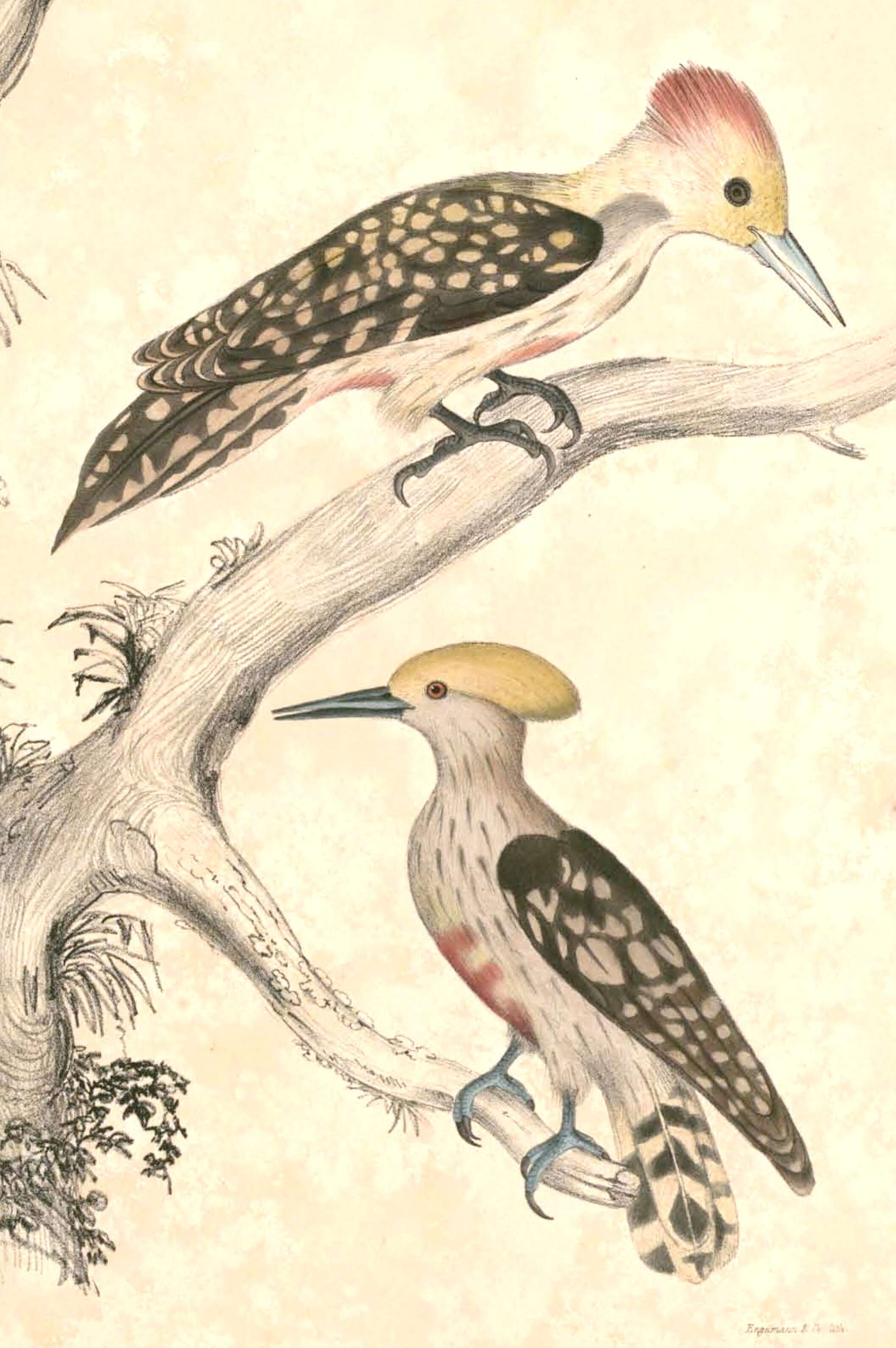 Image of Dendrocopos Koch 1816