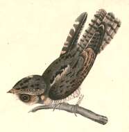 Слика од Caprimulgus indicus Latham 1790