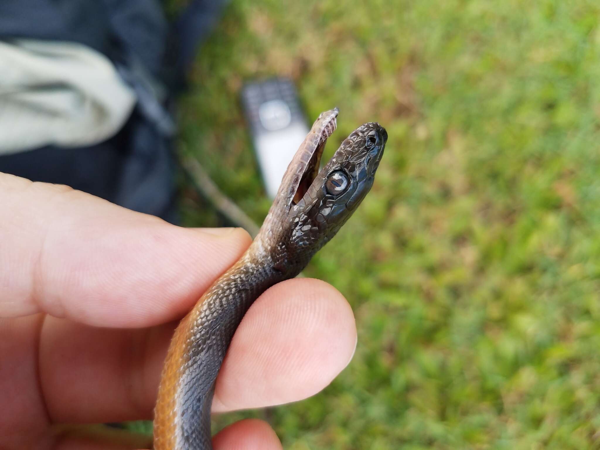 Image of Brown water python