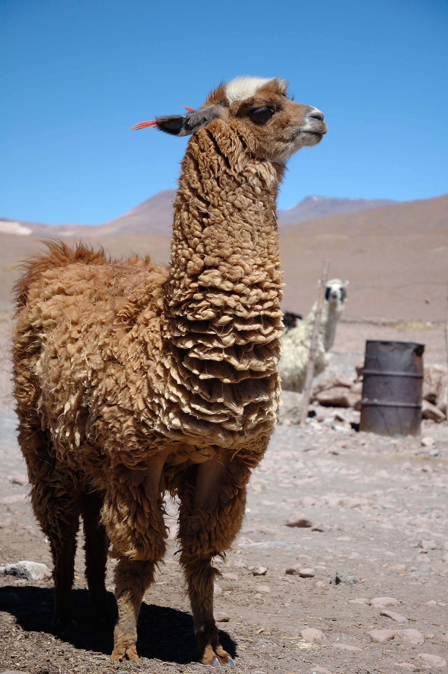 Image of llama