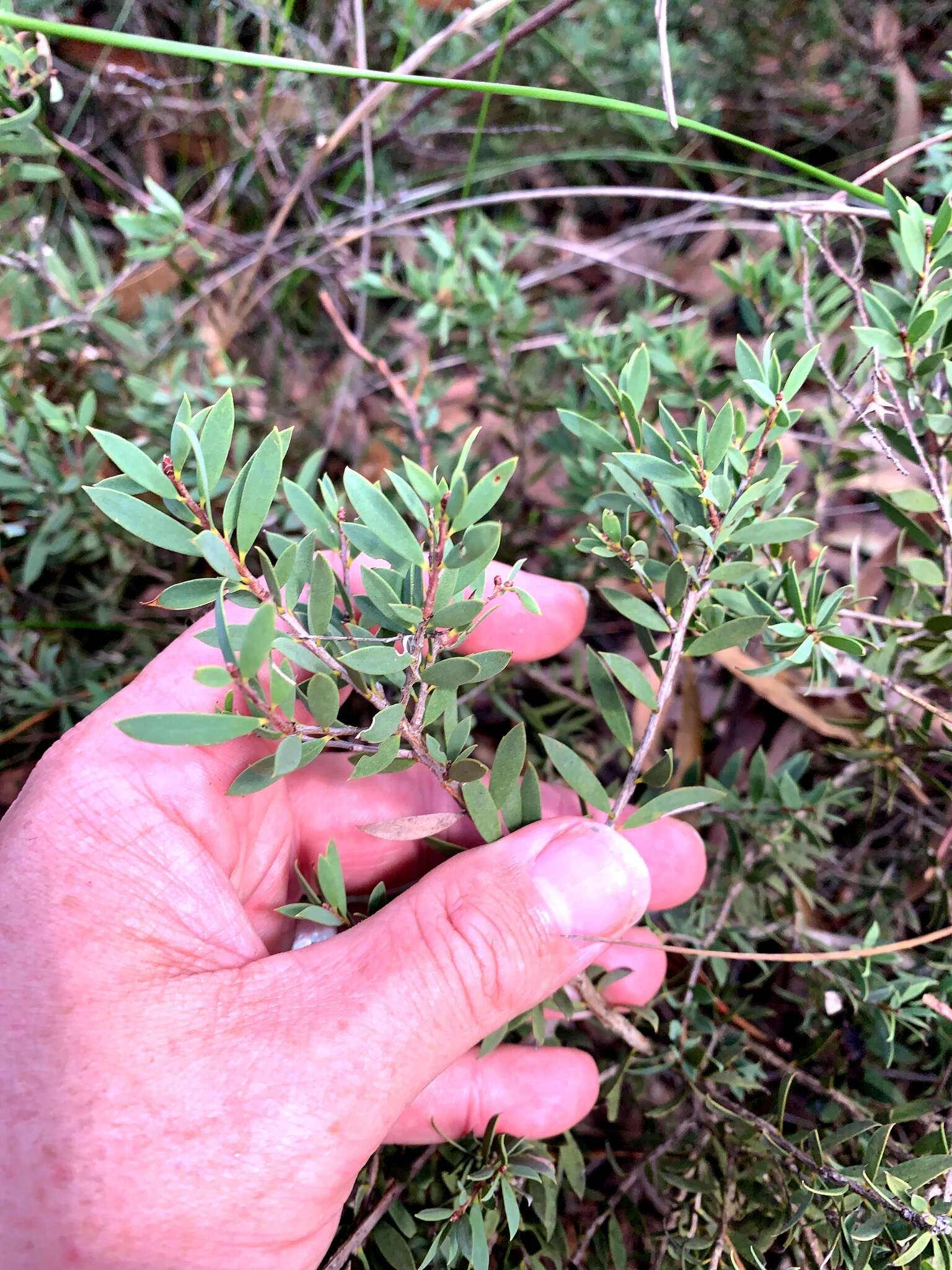 Sivun Melaleuca deanei F. Müll. kuva