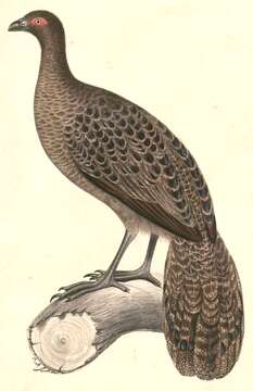 Image of Polyplectron Temminck 1807