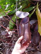 Image of Nepenthes beccariana