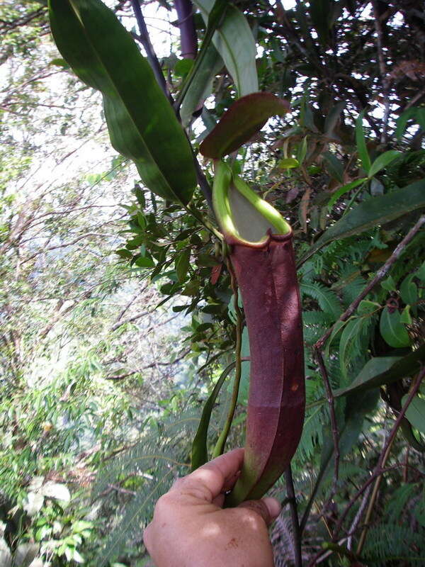 Image of Nepenthes beccariana