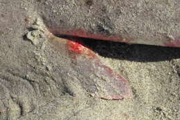 Image of Pacific Angel Shark