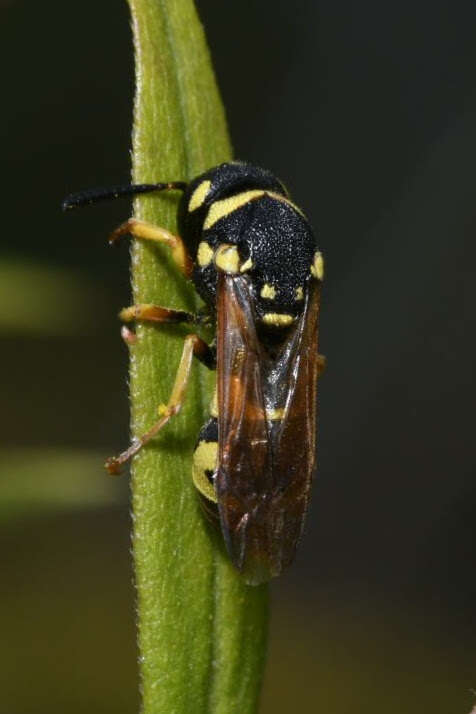 Image of Parodontodynerus ephippium (Klug 1817)