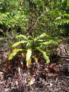 Image of Nepenthes beccariana