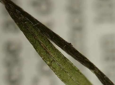 Image of Leggett's pinweed