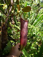 Image of Nepenthes beccariana