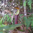 Image of Nepenthes beccariana