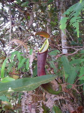 Image of Nepenthes beccariana