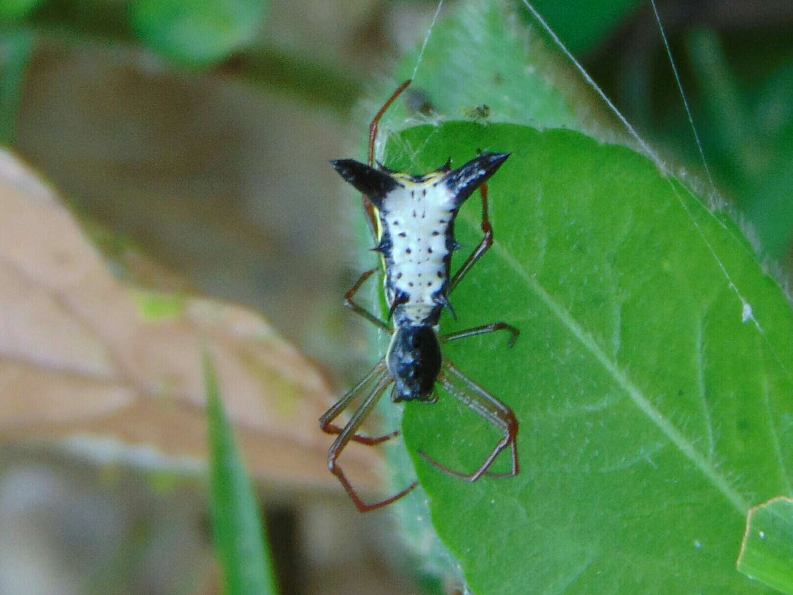 Image of Micrathena balzapamba Levi 1985