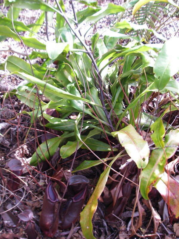 Image of Nepenthes beccariana