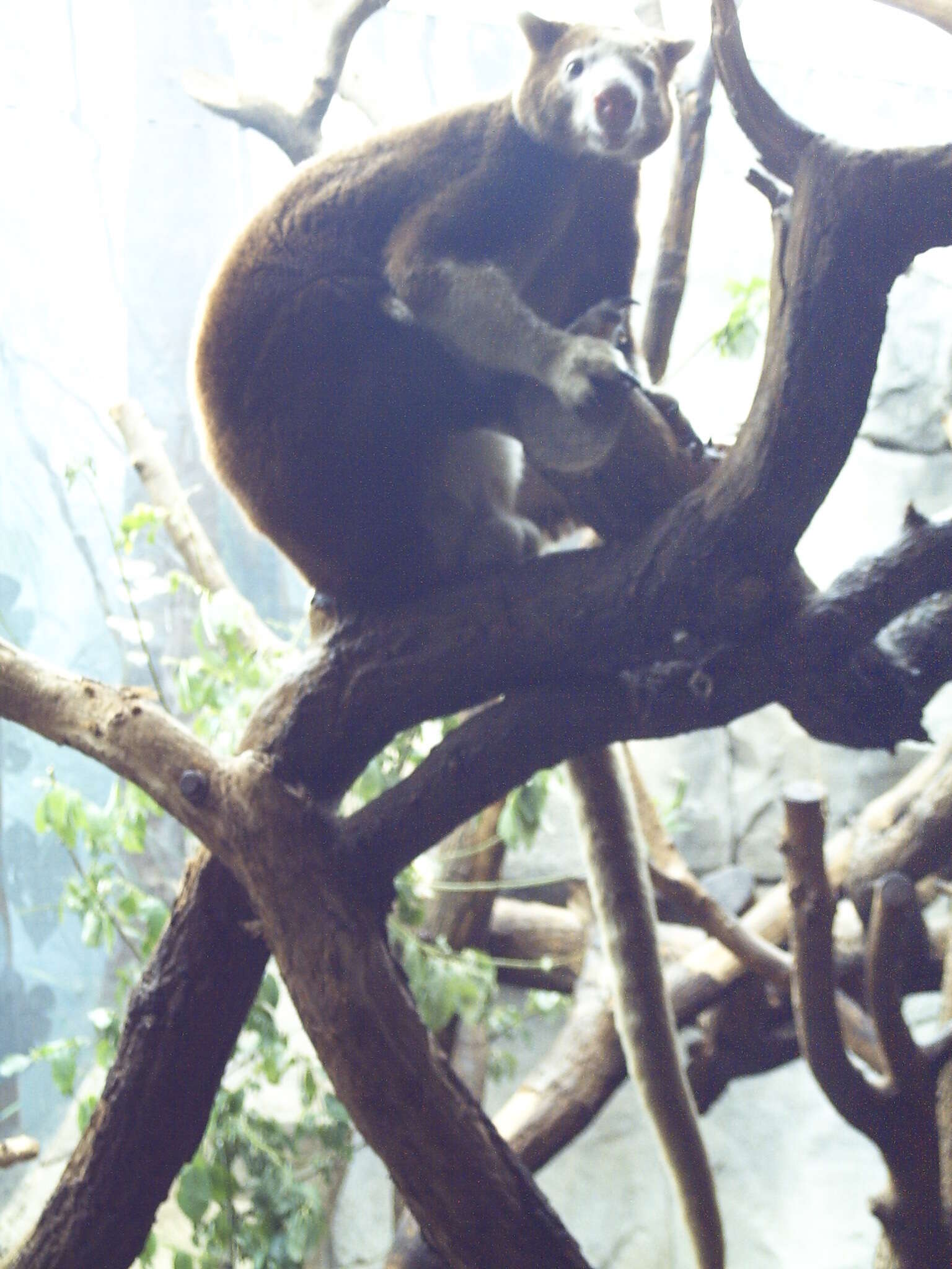 Image of Huon Tree Kangaroo