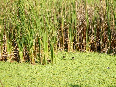 Image of pistia