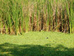 Image of pistia