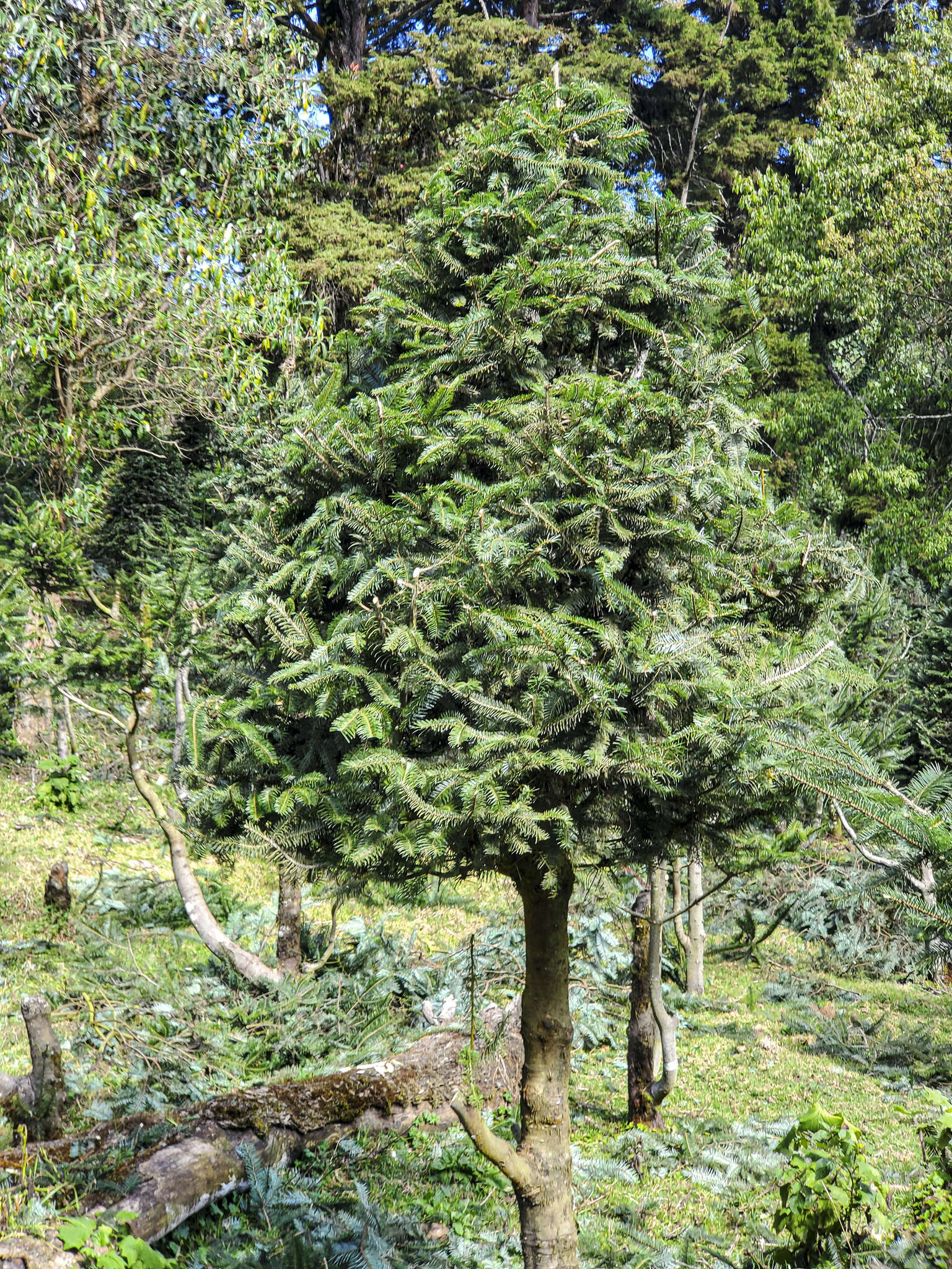 Image of Guatemalan Fir