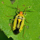 Image of Poecilocapsus nigriger (Stal 1862)