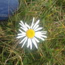 Plancia ëd Leucanthemum vulgare subsp. vulgare