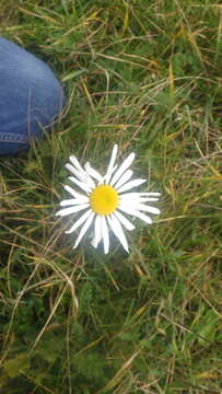 Plancia ëd Leucanthemum vulgare subsp. vulgare