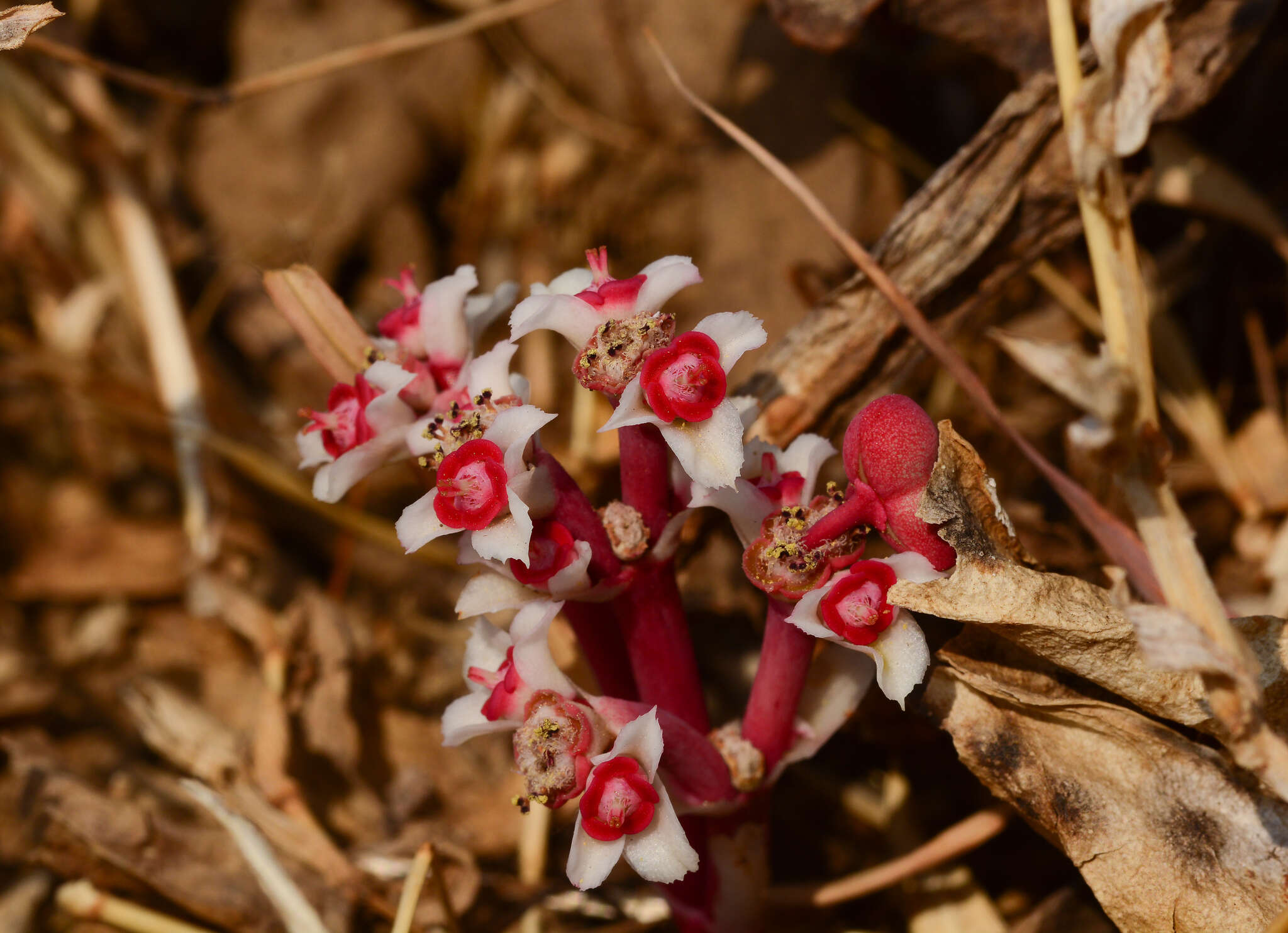 Image of Euphorbia fusiformis var. khandallensis (Blatt. & Hallb.) Binojk. & N. P. Balakr.