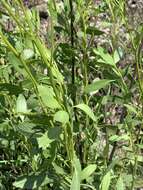 Image of Senecio microglossus DC.