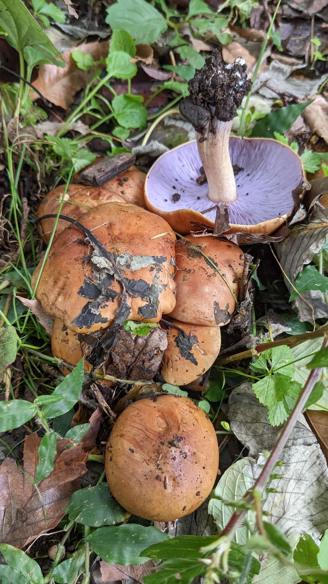 Image de Tricholosporum porphyrophyllum (S. Imai) Guzmán ex T. J. Baroni 1982