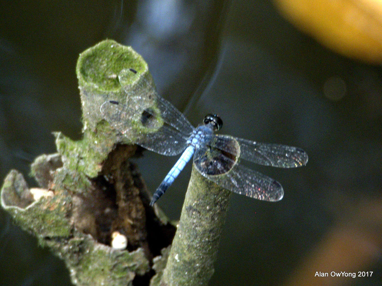 Слика од Aethriamanta gracilis (Brauer 1878)