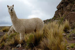 Image of Alpaca