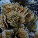 Image of porous lettuce coral
