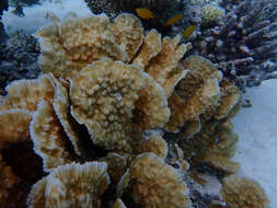 Image of porous lettuce coral