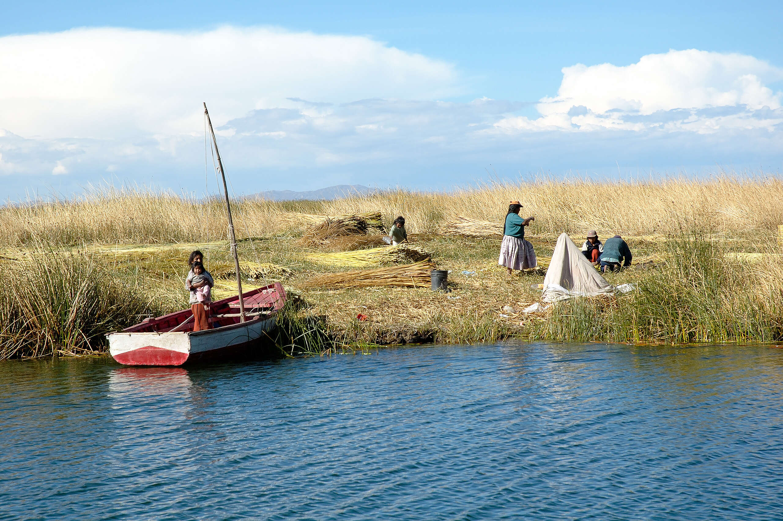 Image of California bulrush