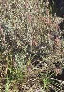 Image of Baconbush