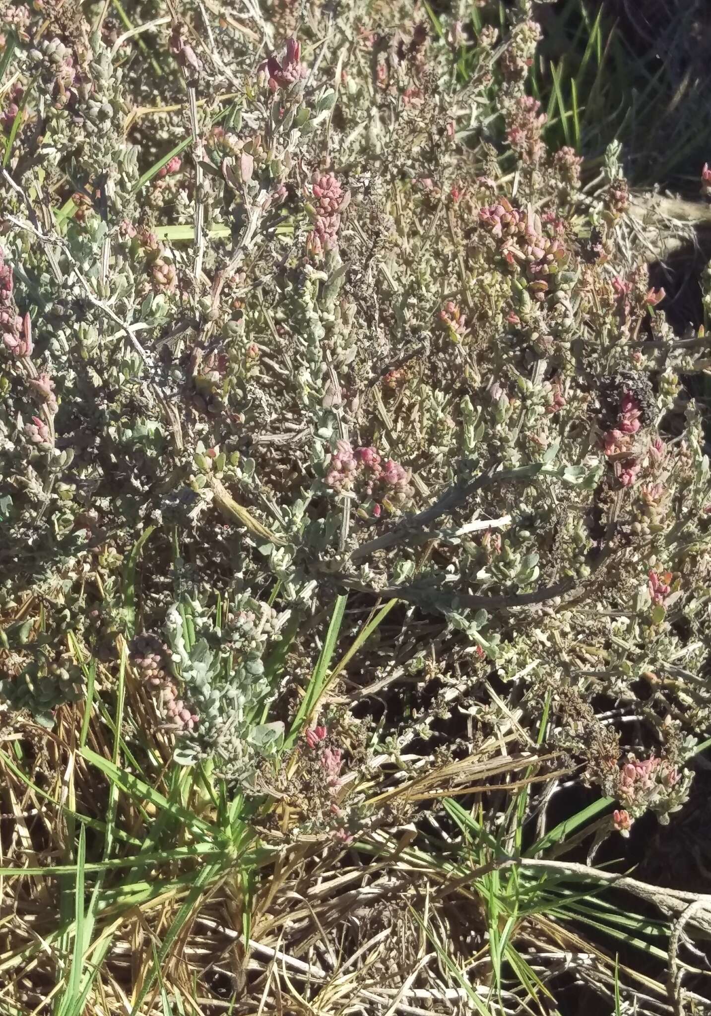 Image of Baconbush
