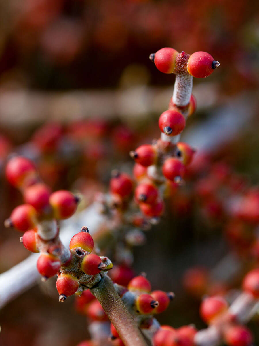 Image of mesquite mistletoe