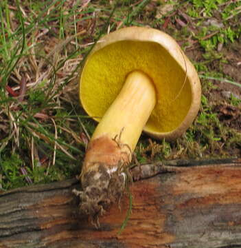 Plancia ëd Aureoboletus auriporus (Peck) Pouzar 1957