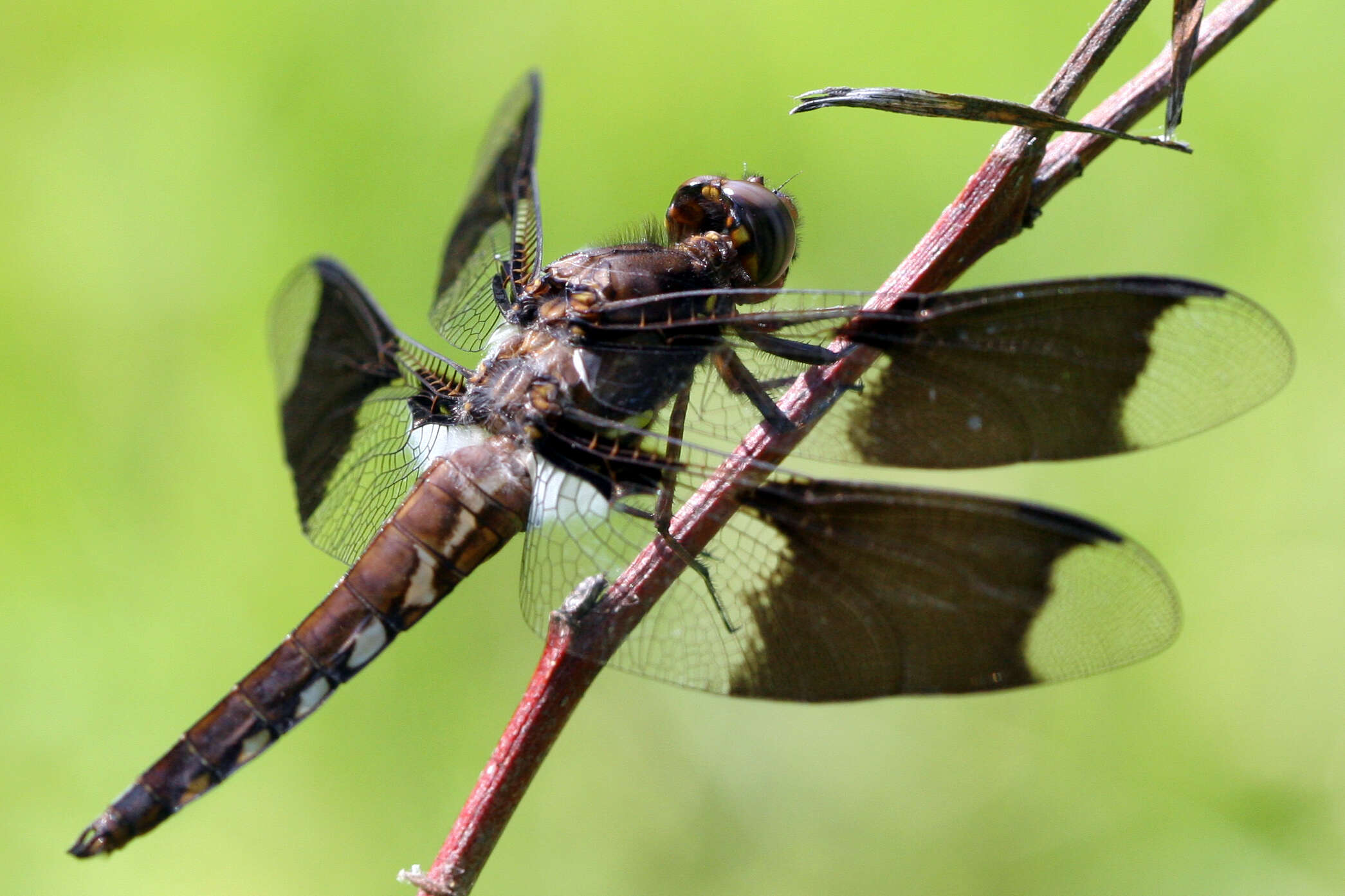 Imagem de Plathemis Hagen 1861