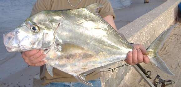 Image of African Threadfish