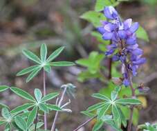 Image of Lupinus mexicanus Lag.