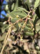 Слика од Arctostaphylos manzanita subsp. elegans (Eastw.) P. V. Wells