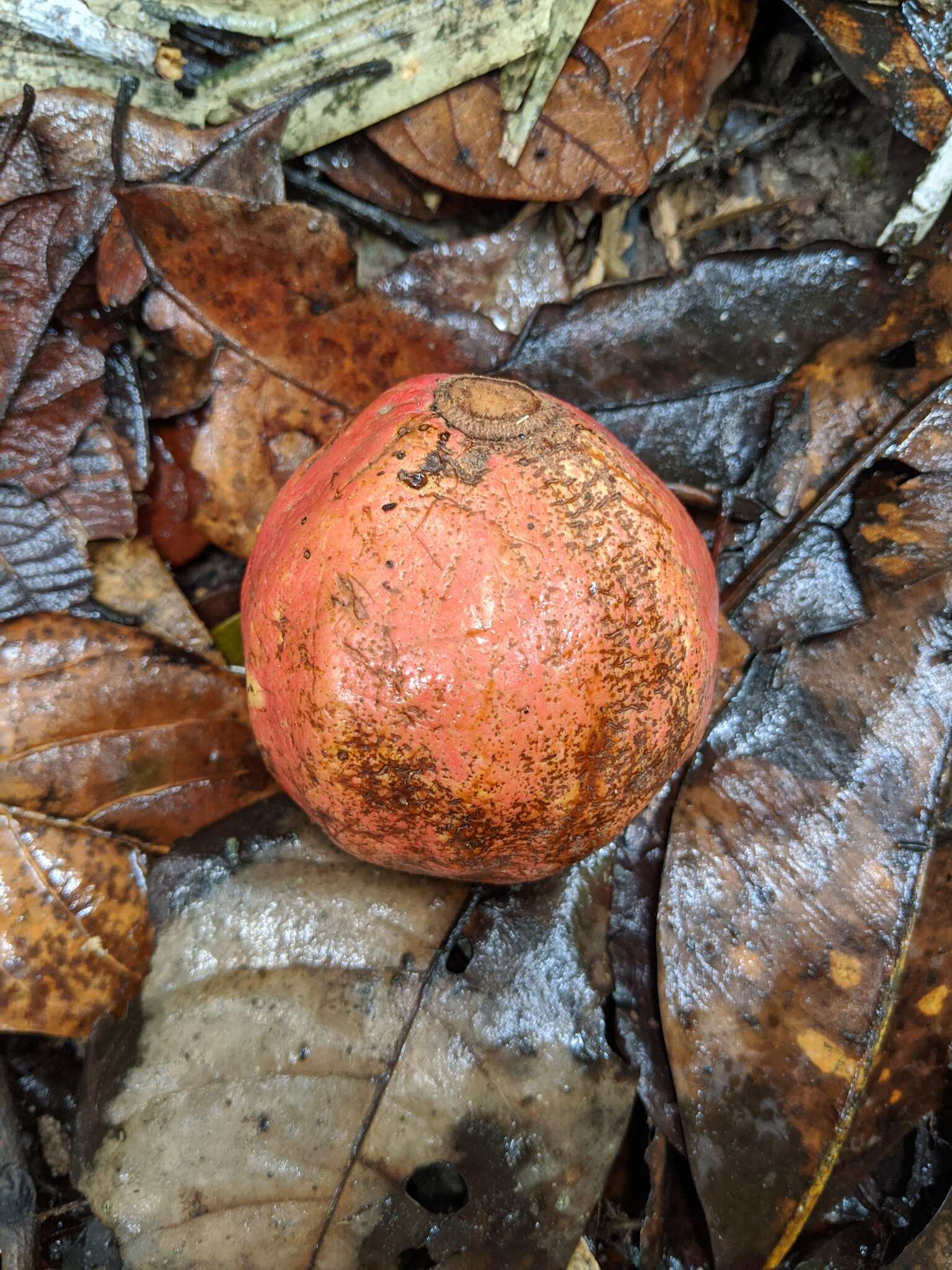 Image of Endiandra insignis (F. M. Bailey) F. M. Bailey