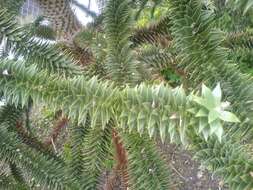 Image of Monkey Puzzle