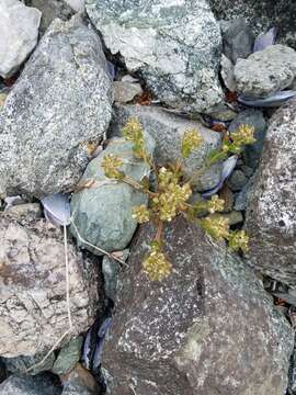 Image of Cochlearia groenlandica L.