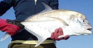 Image of Bluespotted trevally